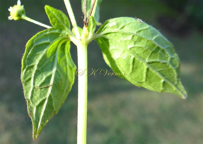  Leaves-Abaxial view